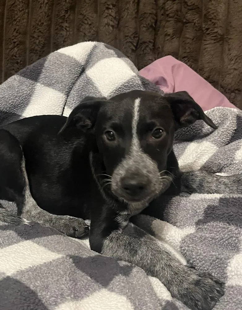 A baby medium-sized male Labrador Retriever dog named Cohen  Batesville Litter for adoption in Horn Lake, MS