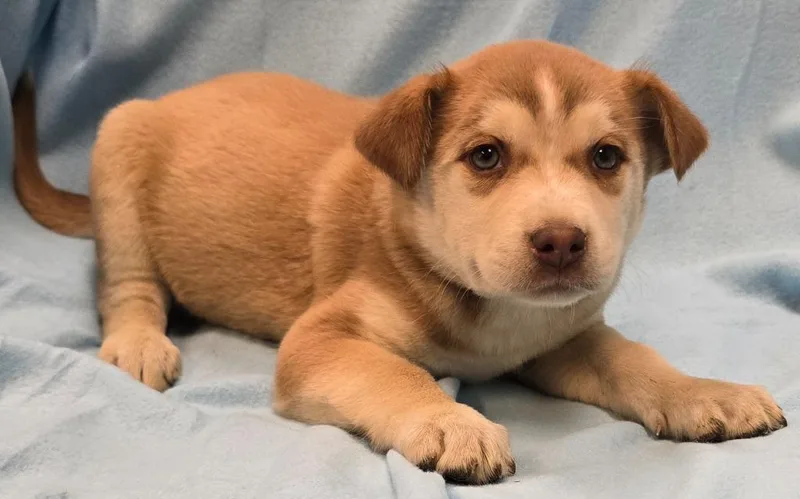 A baby medium-sized female Husky dog named Resa for adoption in Murphysboro, IL