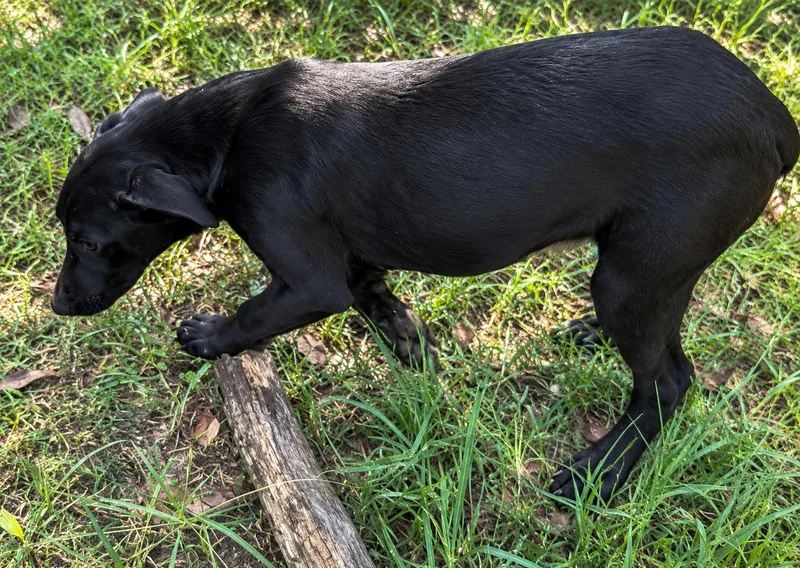 A baby medium-sized male Labrador Retriever dog named Brees for adoption in Kiln, MS