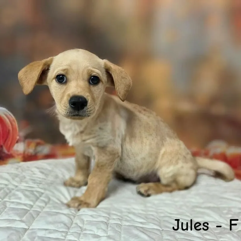 A baby medium-sized female Yellow / Tan / Blond / Fawn Terrier dog named Jules for adoption in Griswold, CT