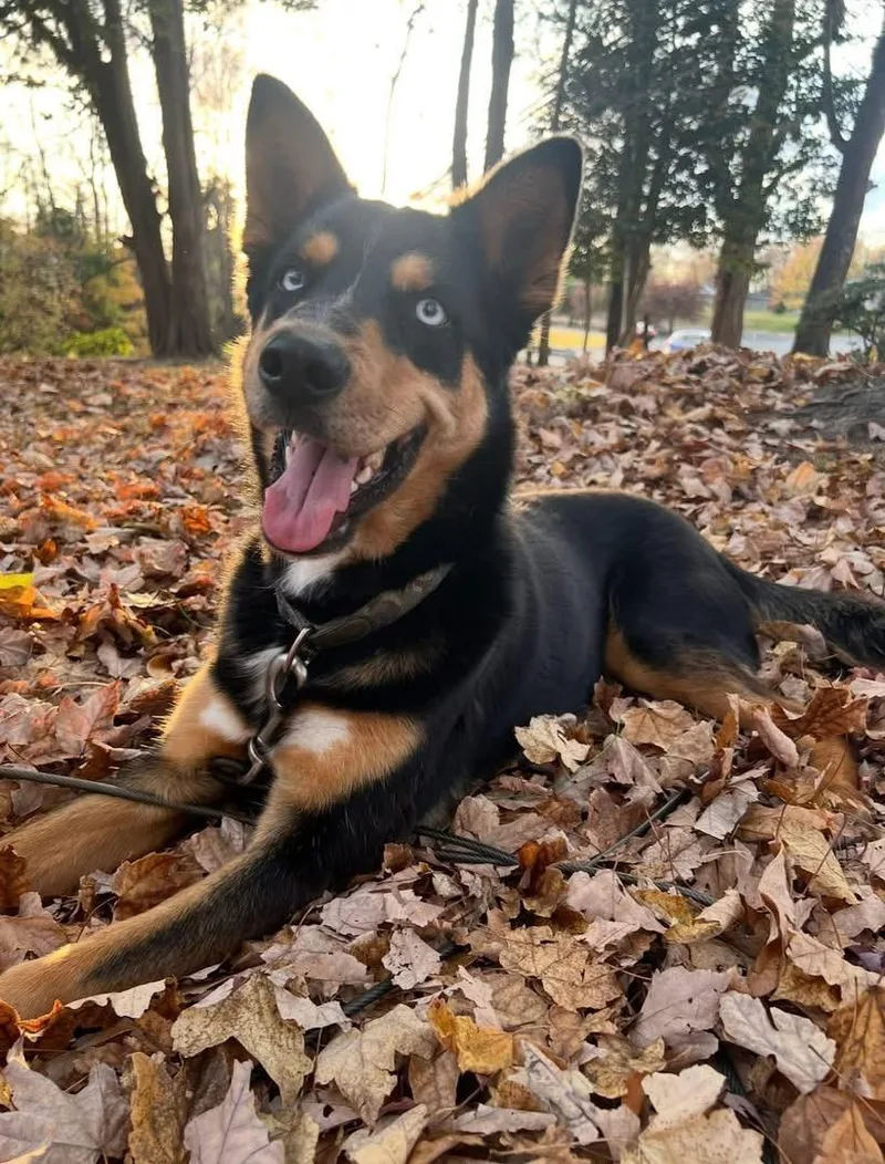 An adult medium-sized male Bicolor Siberian Husky dog named Rex for adoption in York, PA