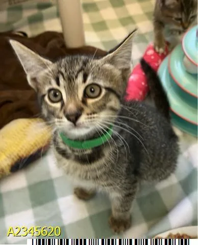 A baby small-sized male Domestic Short Hair cat named Meowdonna for adoption in West Palm Beach, FL