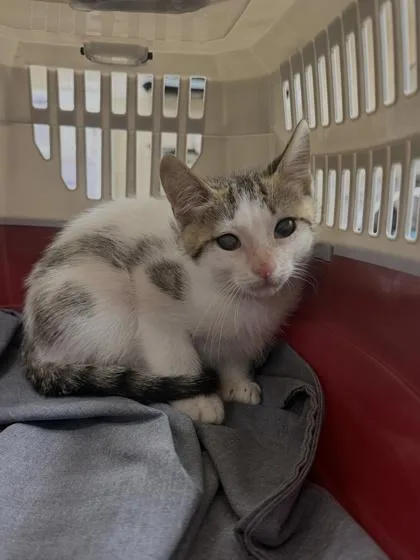 A young small-sized male Domestic Short Hair cat named Scrappy for adoption in San Antonio, TX