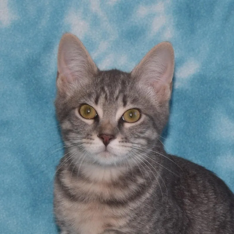 A baby medium-sized female Gray / Blue / Silver Domestic Short Hair cat named Merryweather for adoption in Eureka, CA