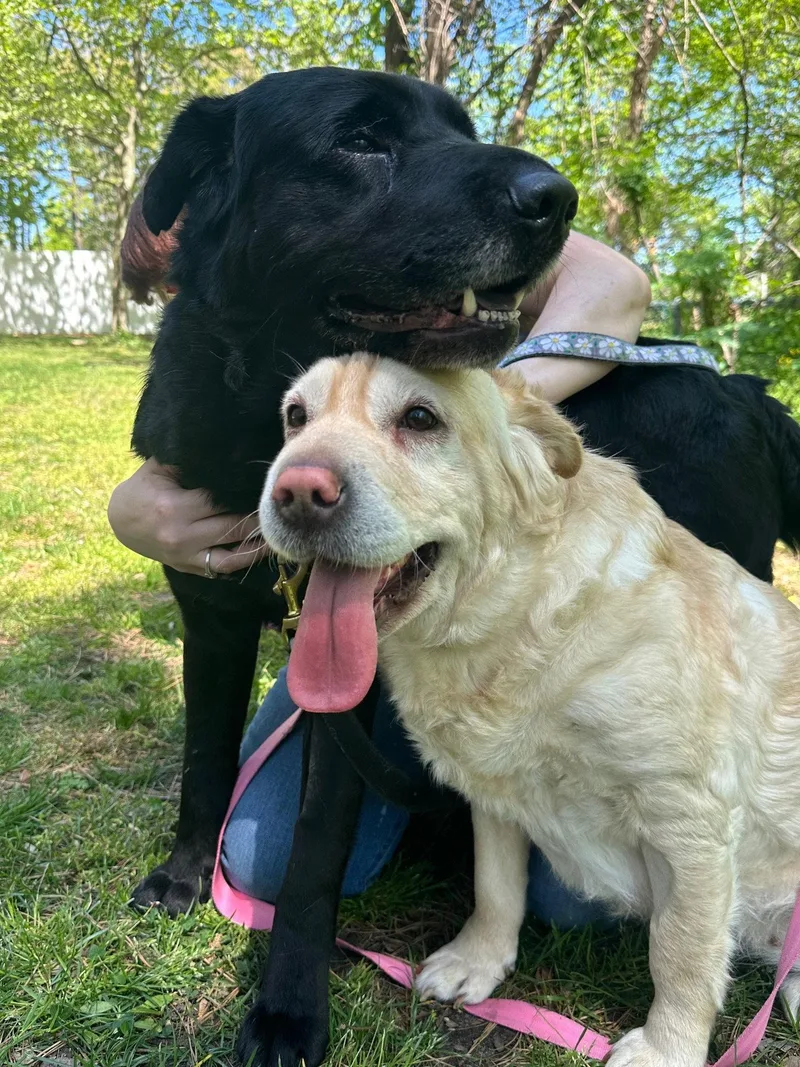 Marley Bonded Pair thumbnail 2