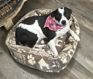 Annie Warbucks thumbnail 2