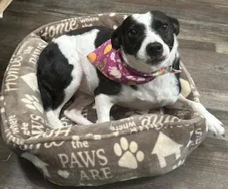 Annie Warbucks thumbnail 3