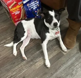 Annie Warbucks thumbnail 4