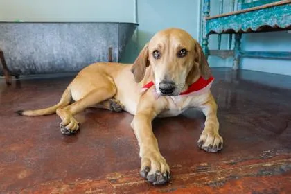 An adult large-sized male Labrador Retriever dog named Otis for adoption in San Antonio, TX
