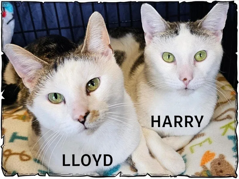 A young medium-sized male White Domestic Short Hair cat named Lloyd for adoption in Whiting, IN