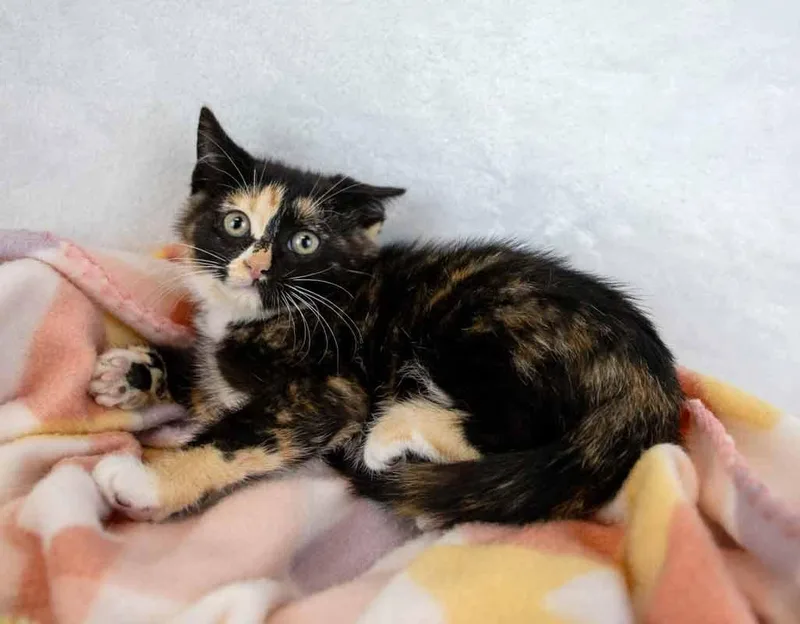 A baby medium-sized female Domestic Short Hair cat named Croissant for adoption in Kennesaw, GA