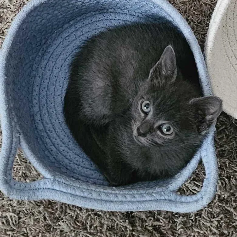 A baby small-sized female Gray / Blue / Silver Domestic Short Hair cat named Twiglet for adoption in Riverside, CA