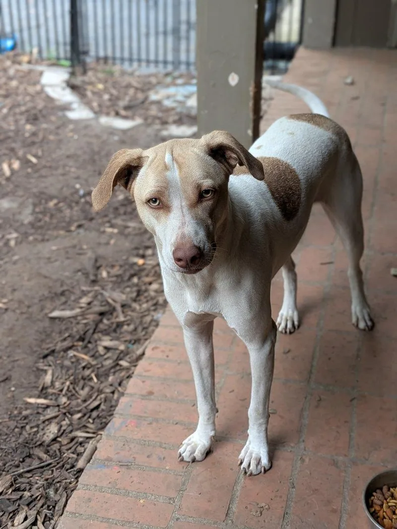 A young medium-sized male Mixed Breed dog named Laddie & Tramp for adoption in Monson, MA