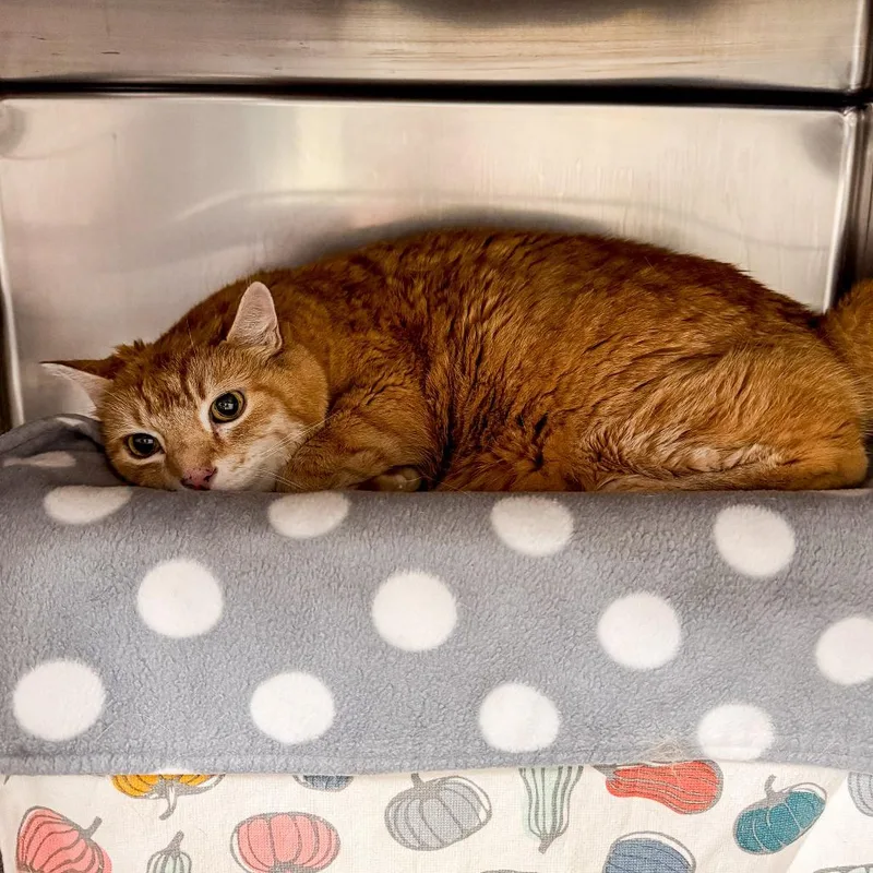 A senior large-sized male Orange / Red Domestic Short Hair cat named Chance for adoption in Kennebunk, ME