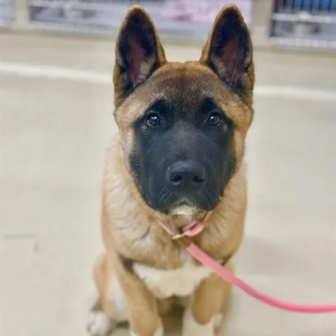 A baby large-sized male Red / Chestnut / Orange Akita dog named Juno for adoption in Columbia, MD