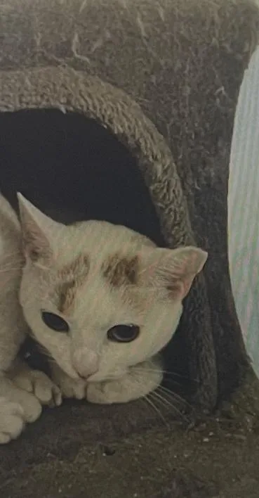 A young medium-sized female Domestic Short Hair cat named Alice for adoption in Salisbury, NC