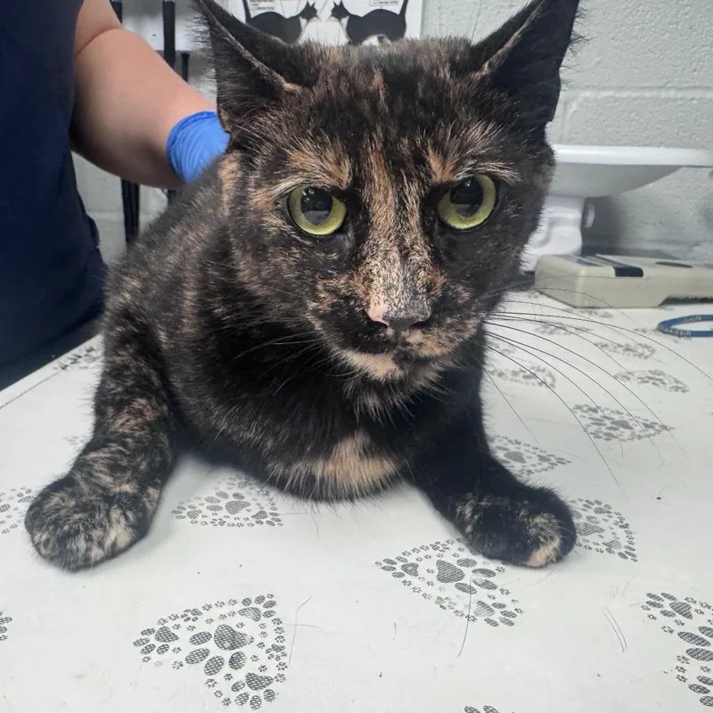 An adult medium-sized female Tortoiseshell Domestic Short Hair cat named Charlotte for adoption in Birdsboro, PA