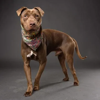 An adult medium-sized male Mixed Breed dog named Chico for adoption in Atlanta, GA