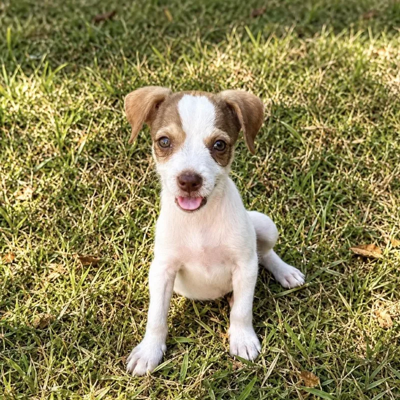 A baby small-sized male Rat Terrier dog named Sage for adoption in Bastrop, TX