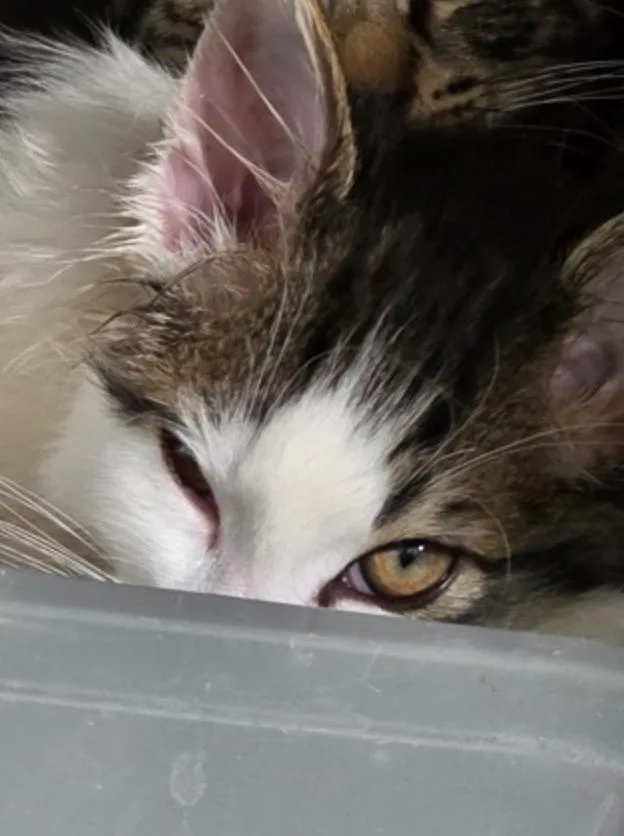 A baby small-sized male Tabby (Gray / Blue / Silver) Domestic Medium Hair cat named Bam Bam for adoption in Marshall, NC