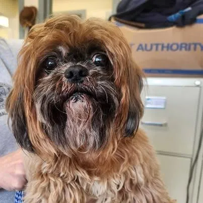 A senior small-sized female Shih Tzu dog named Yoshi for adoption in Tunkhannock, PA