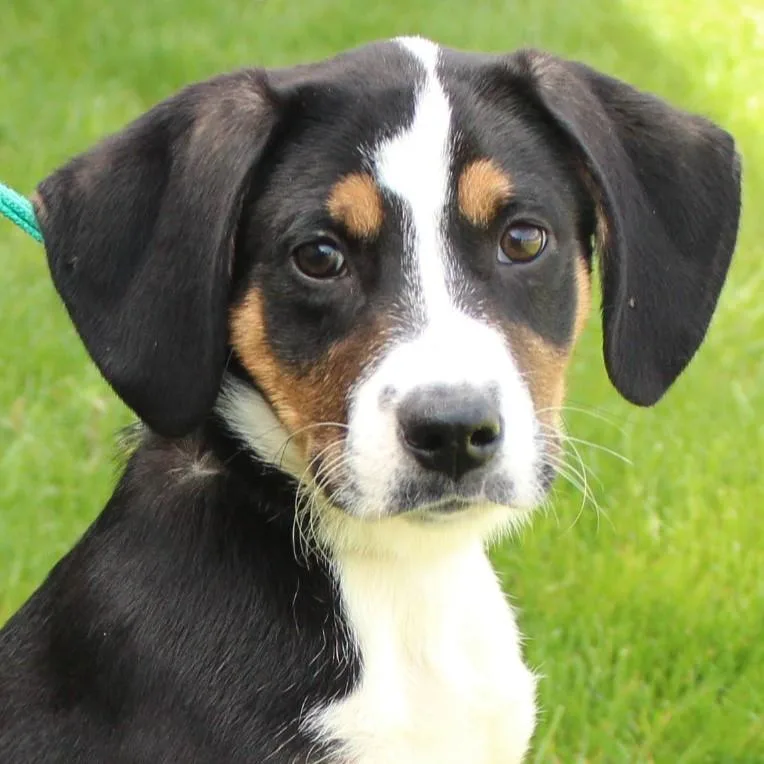 A baby large-sized female Tricolor (Brown, Black, & White) Hound dog named Jumble for adoption in Eaton, OH