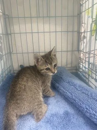 A baby small-sized female Domestic Short Hair cat named Vivi for adoption in Gainesville, FL