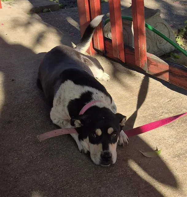 A young medium-sized female American Staffordshire Terrier dog named Grape for adoption in San Antonio, TX