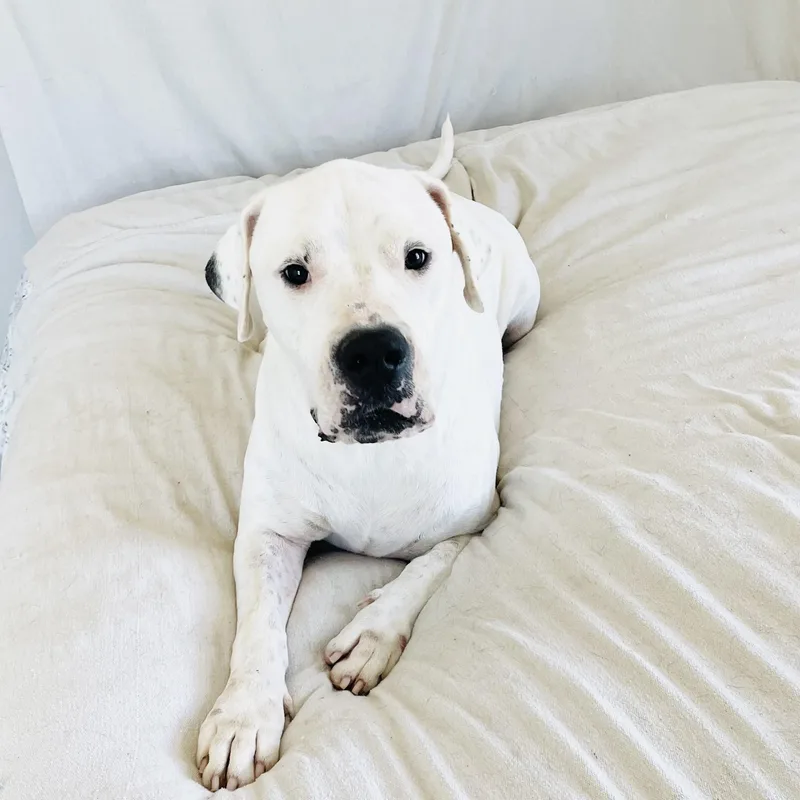 A young extra large-sized male White / Cream Dogo Argentino dog named Amazing John Wayne for adoption in Burlington, NC