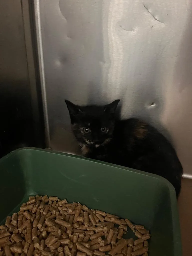 A baby small-sized male Domestic Short Hair cat named Zap for adoption in Cartersville , GA