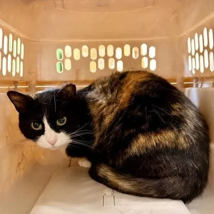 Skittles thumbnail 3