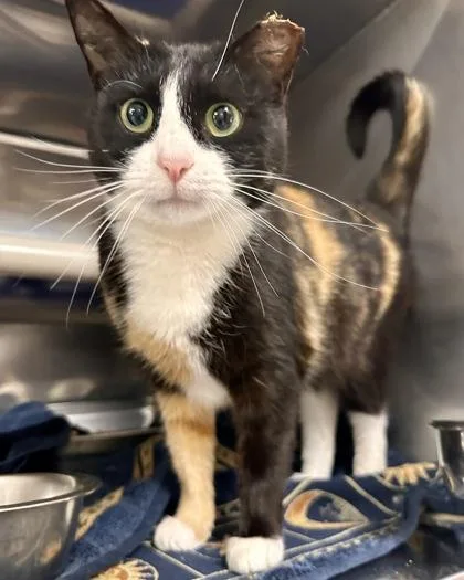 An adult medium-sized female Calico Domestic Short Hair cat named Skittles for adoption in Athens, GA