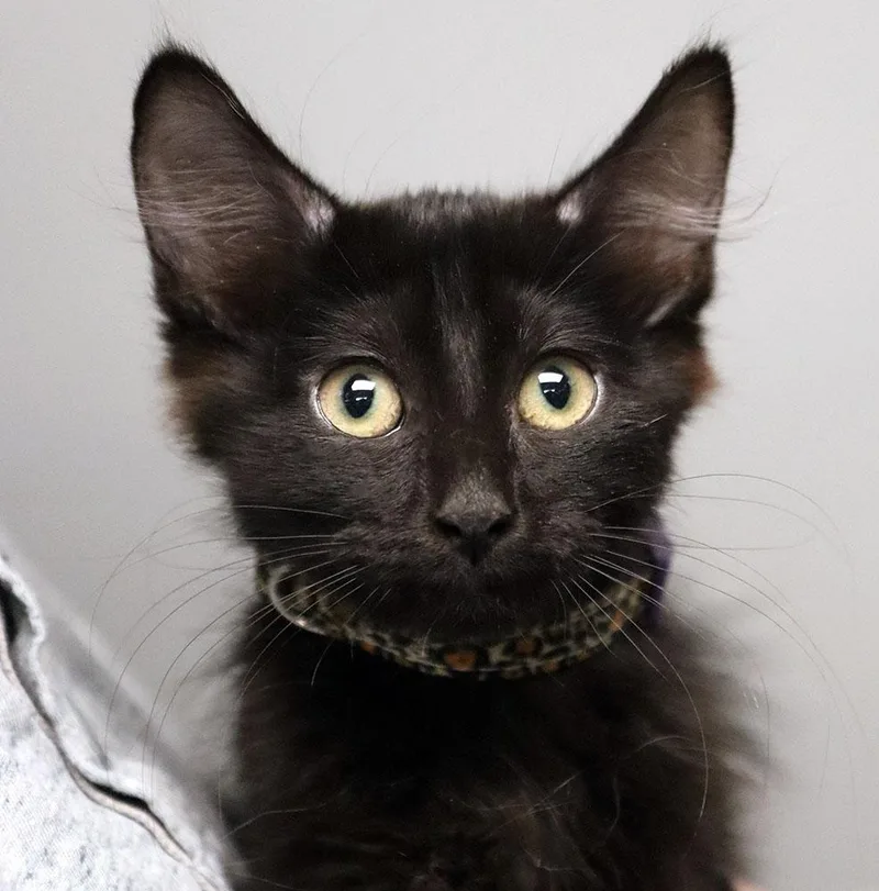 A baby medium-sized male Domestic Short Hair cat named Driftwood for adoption in Kansas City, KS