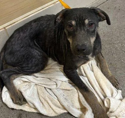 A baby medium-sized female Mixed Breed dog named Shimmer for adoption in Honolulu, HI