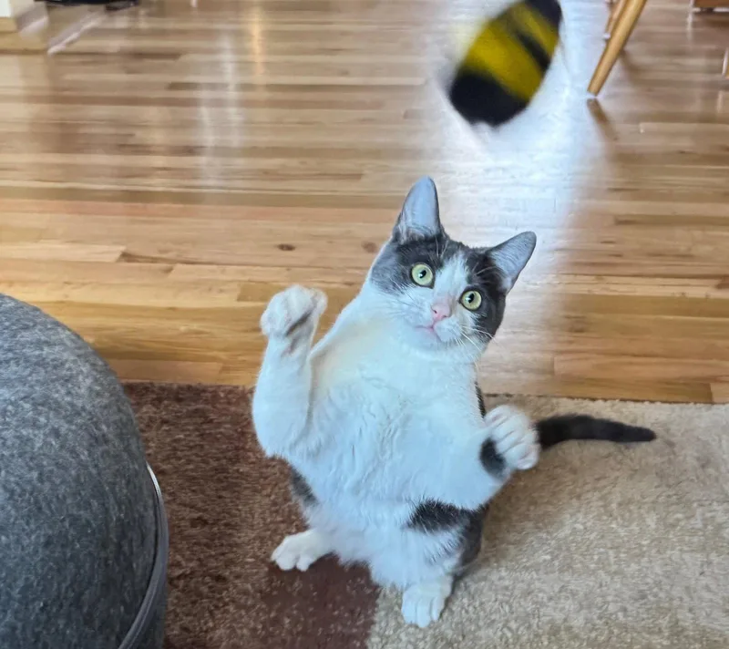A young medium-sized female Gray & White Domestic Short Hair cat named Alba for adoption in Laramie, WY
