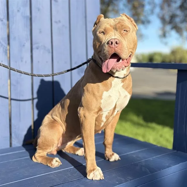 A young large-sized female Pit Bull Terrier dog named Peaches for adoption in Modesto, CA