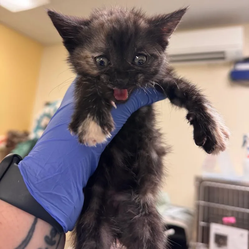 A baby small-sized female Tortoiseshell Domestic Short Hair cat named Hollin for adoption in Lynchburg, VA