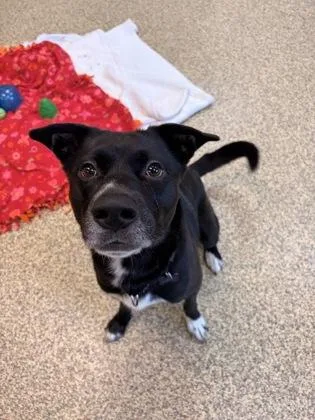 An adult large-sized male German Shepherd Dog dog named Terrie for adoption in Merriam, KS