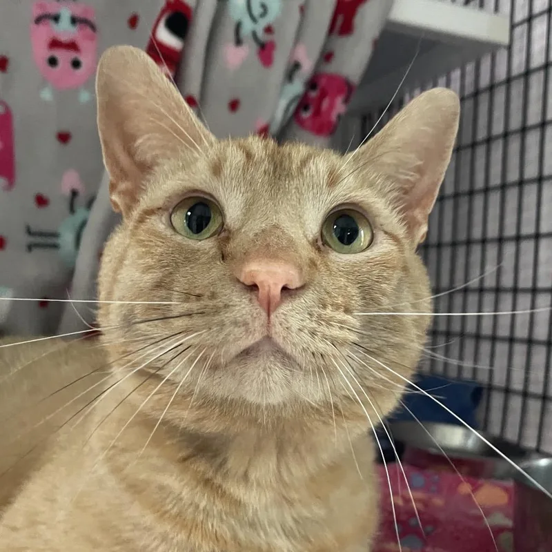 An adult large-sized male Buff / Tan / Fawn Domestic Short Hair cat named Crimson Delight for adoption in Chicago, IL