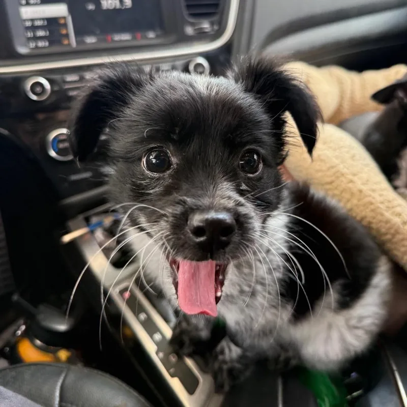 Chico