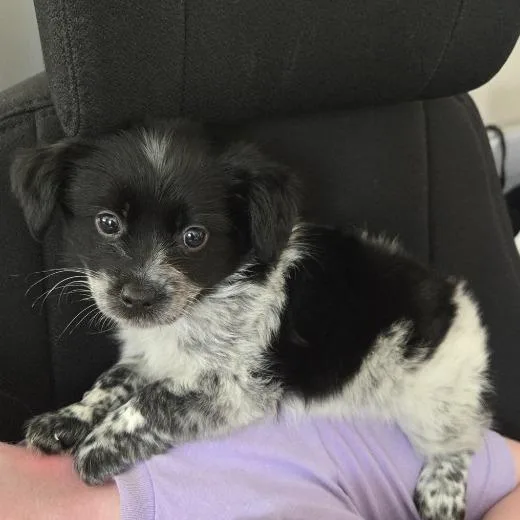 Chico thumbnail 2