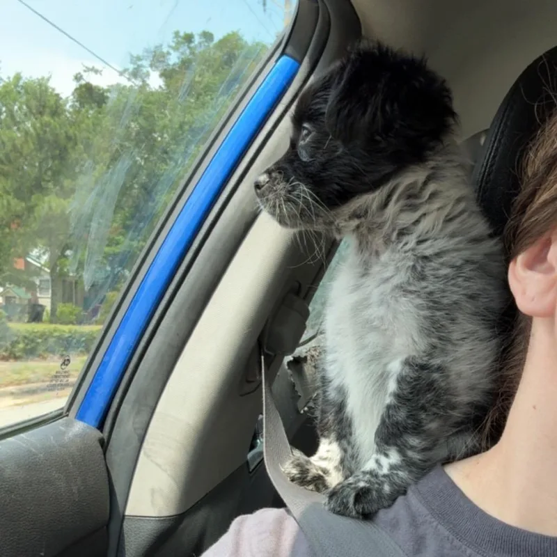 Chico thumbnail 3