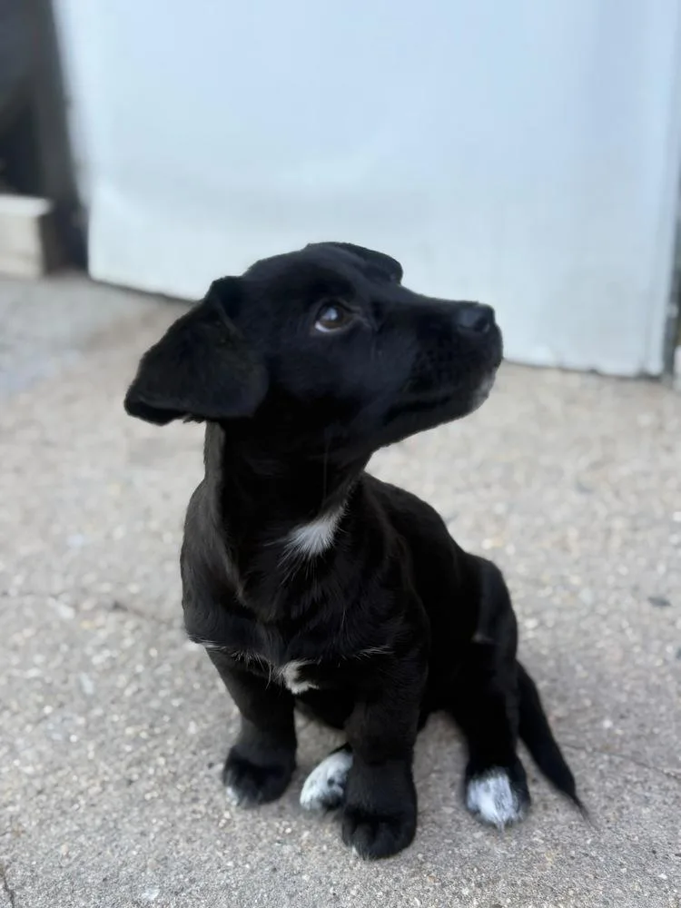 A baby small-sized male Black Labrador Retriever dog named Hugo for adoption in Valley Stream, NY