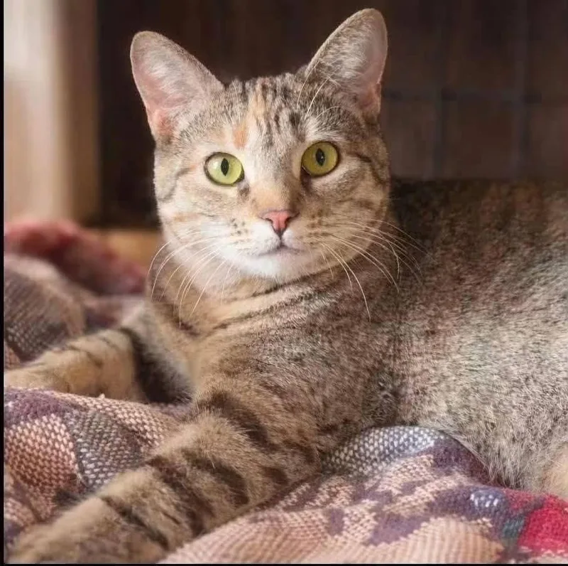 A young medium-sized female Tabby (Buff / Tan / Fawn) Domestic Short Hair cat named Asuki for adoption in Cleveland, TX