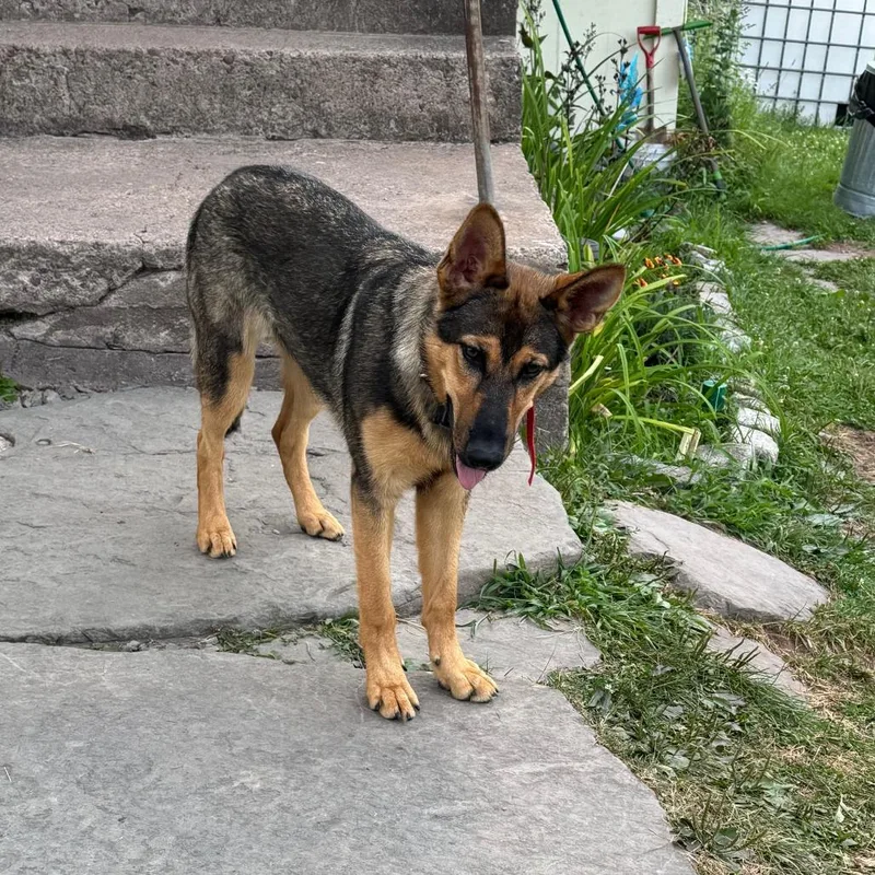 Casey