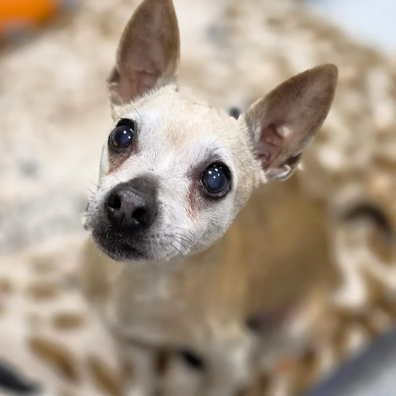A senior small-sized male Brown / Chocolate Chihuahua dog named Chewy for adoption in Michigan City, IN