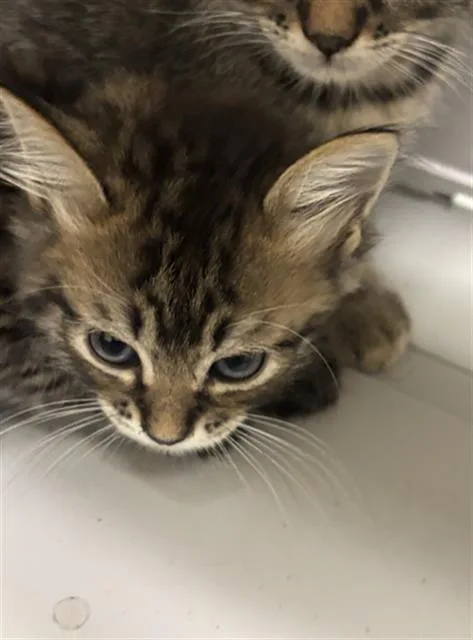 A baby medium-sized male Domestic Short Hair cat named Max for adoption in Dallas, TX