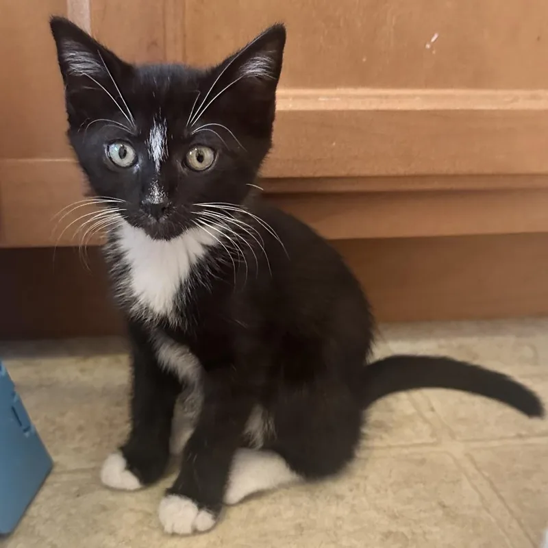 Mittens
