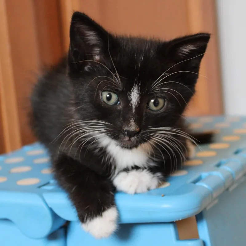 Mittens thumbnail 3