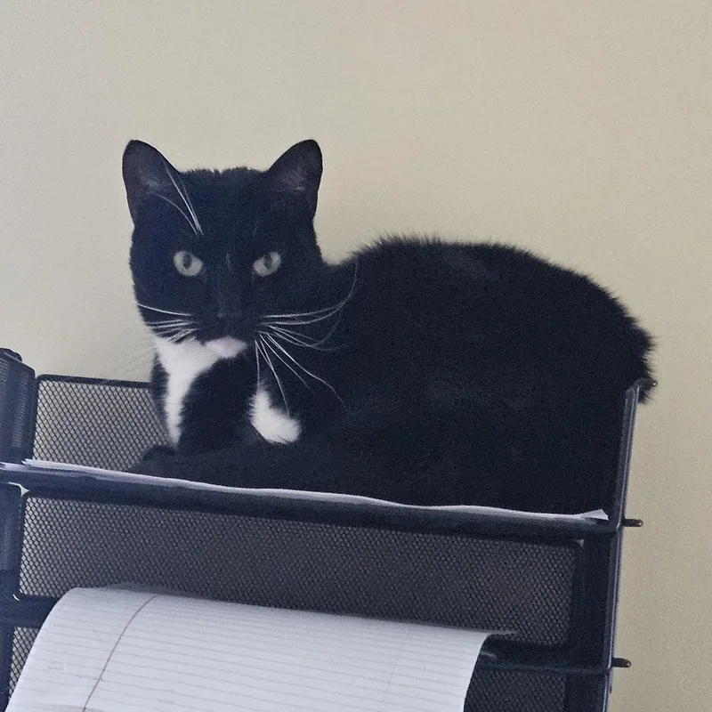 An adult medium-sized female Black & White / Tuxedo Domestic Short Hair cat named Mittens for adoption in Fall River, MA